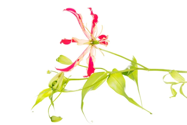 Rode verse decortive bloem. — Stockfoto