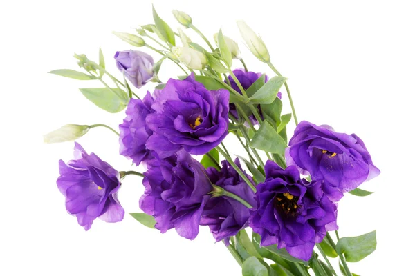 Boeket van violet verse bloemen. — Stockfoto