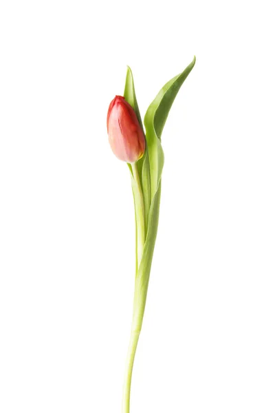 Eine abgetrennte frische Tulpenblüte. — Stockfoto