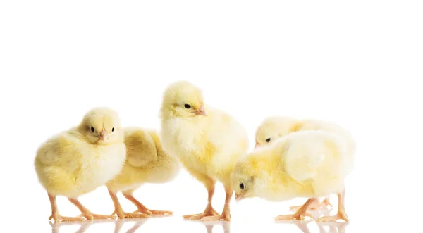 Group of small chicken. — Stock Photo, Image