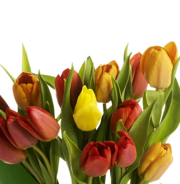 Strauß frischer lebender Tulpen. — Stockfoto