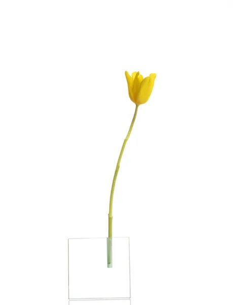 Uma flor de tulipa separada . — Fotografia de Stock