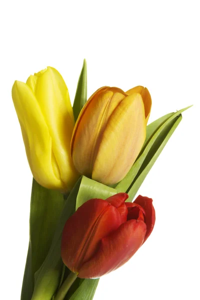 Fiori di tulipani freschi. — Foto Stock