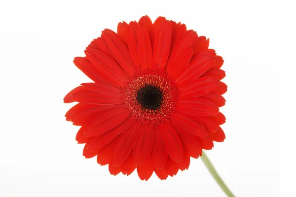 Een gescheiden rode gerbera bloem. — Stockfoto
