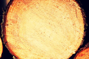 ham çam ahşap günlüğü