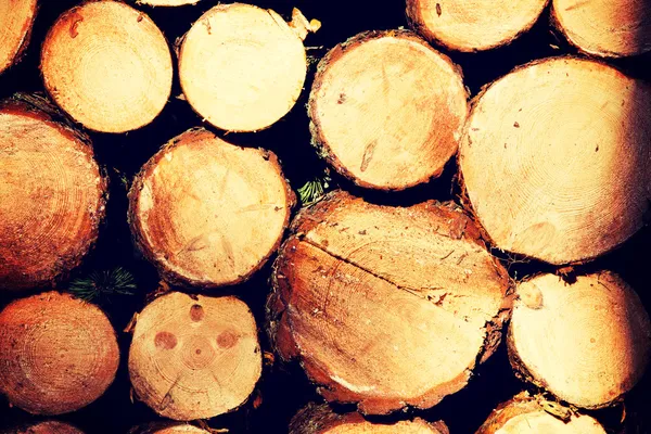 Raw pine wood logs — Stock Photo, Image