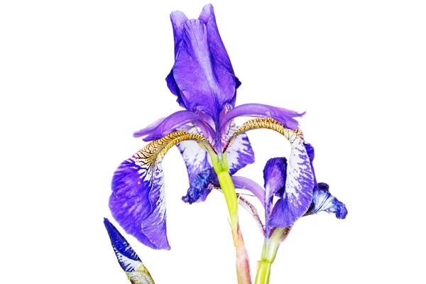 Iris — Stockfoto