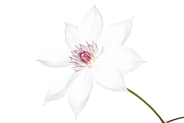 White Clematis Snow Queen — Stock Photo, Image