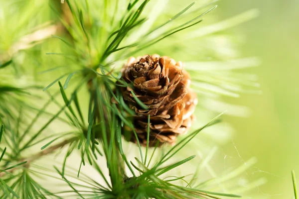 Larch — Stock Photo, Image