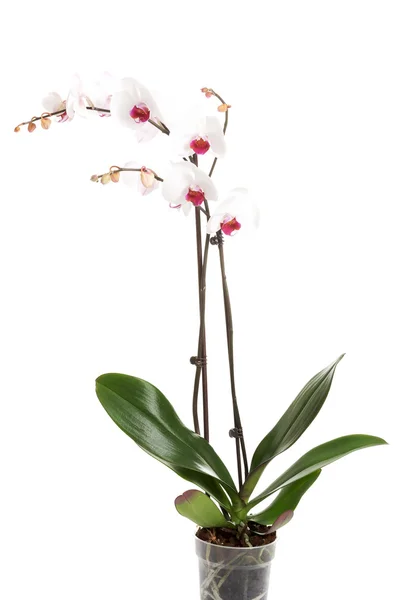 Verse, mooi orchid. — Stockfoto