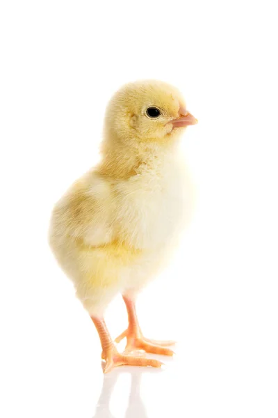 Little chicken — Stock Photo, Image