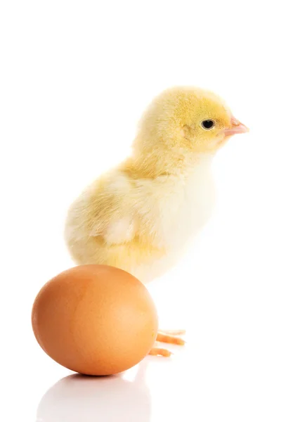 Chicken and egg — Stock Photo, Image