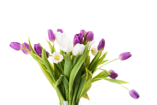 Flores de tulipa de primavera frescas — Fotografia de Stock