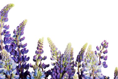 Lupine