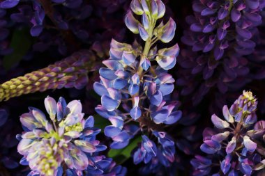 Lupine