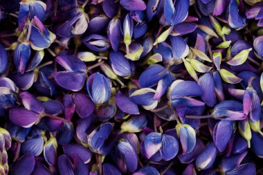 Bahçe acı bakla yaprakları