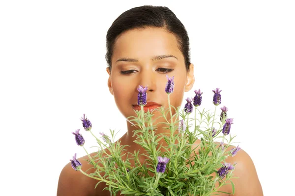 A lavender plant. — Stock Photo, Image