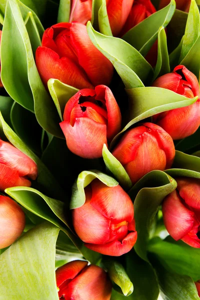 Flores frescas de tulipán de primavera —  Fotos de Stock
