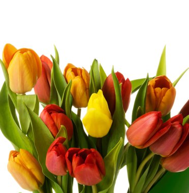 taze yaşam Lale buketi.