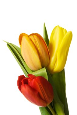 Taze lale çiçekleri.