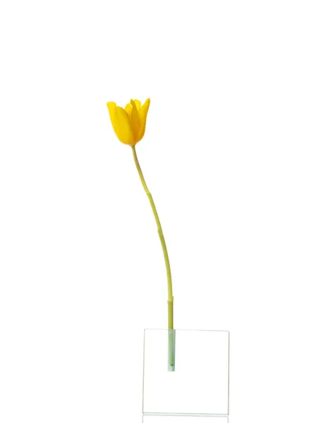Jeden kwiat tulip oddzielone. — Zdjęcie stockowe