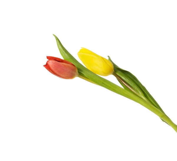 Flores de tulipas frescas. — Fotografia de Stock