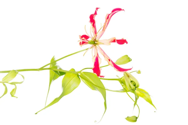 Rote frische dekorative Blume. — Stockfoto