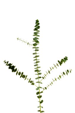 bir yeşil taze bitki.