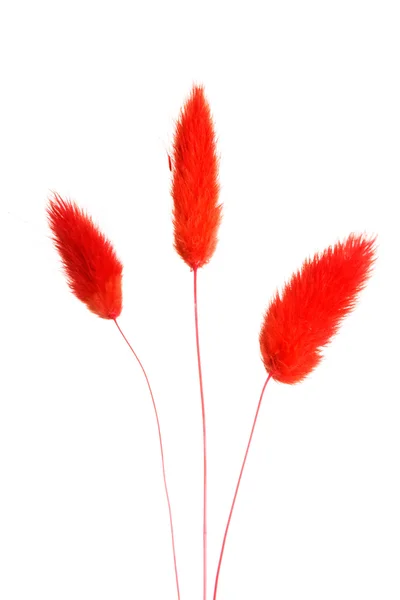 Decoração de flor vermelha usada em buquês . — Fotografia de Stock