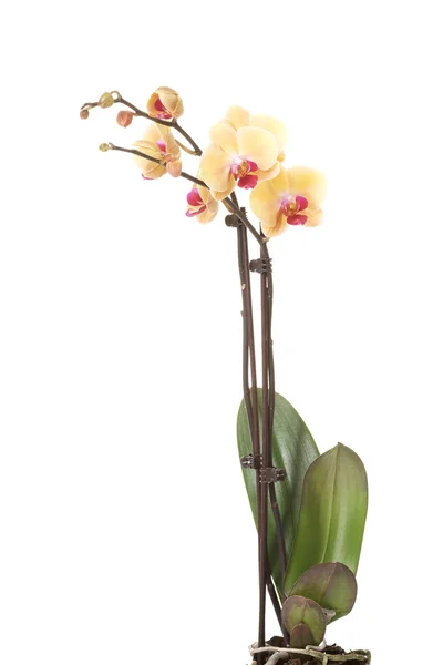 Amarelo fresco, bela orquídea . — Fotografia de Stock