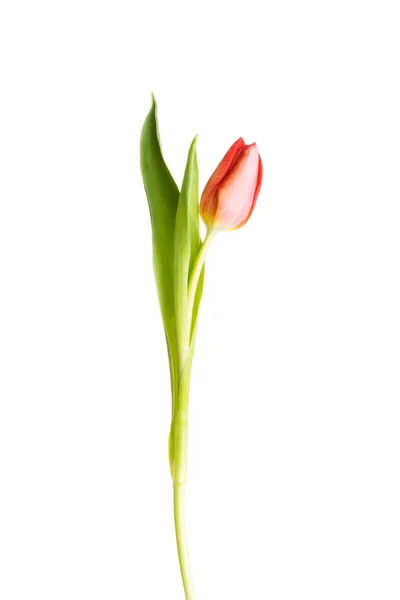 En avskild tulip blomma. — Stockfoto