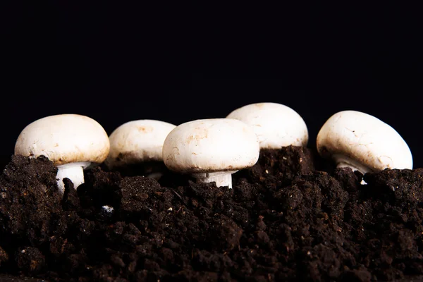 Frische Pilze im Boden. — Stockfoto