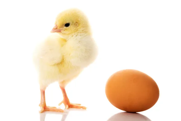 Uma pequena galinha e ovo separados amarelos . — Fotografia de Stock