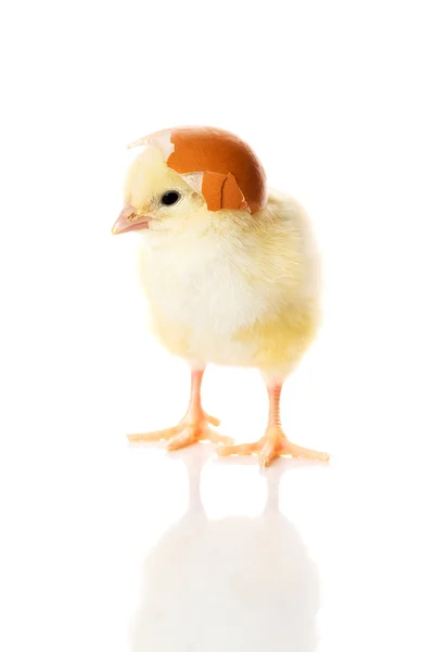 Un petit poulet séparé jaune . — Photo