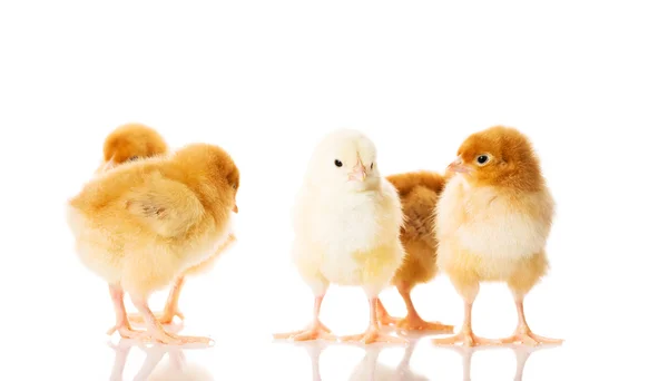 Grupo de pollos pequeños . — Foto de Stock