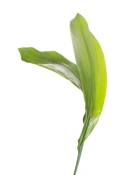 Frische grüne Pflanze, Blatt. — Stockfoto