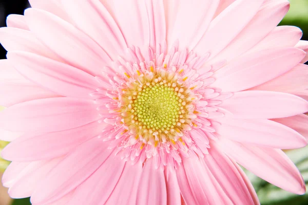 Zblízka na květinová svěží růžová gerbera. — Stock fotografie
