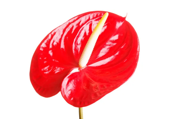 Fechar em flor fresca vermelha . — Fotografia de Stock