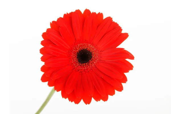 1 つの区切られた赤いガーベラの花. — ストック写真