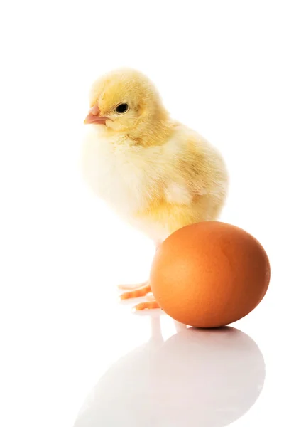 Small yellow chick with egg. — Stock Photo, Image