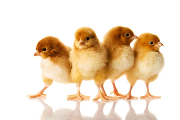 Groep van kleine chicks. — Stockfoto