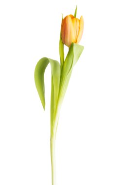 bir taze Lale çiçek ayrılmış.