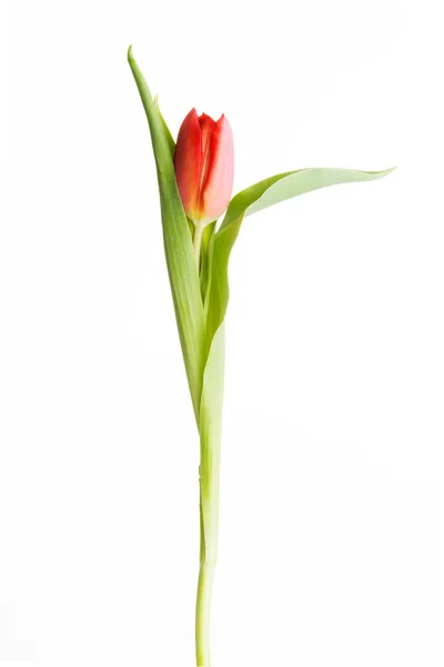 One separated fresh tulip flower. — Stock Photo, Image