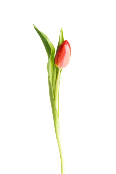 Una flor de tulipán fresca separada . — Foto de Stock