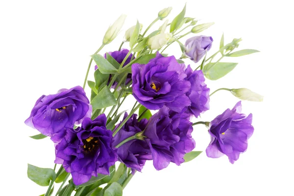 Boeket van violet verse bloemen. — Stockfoto