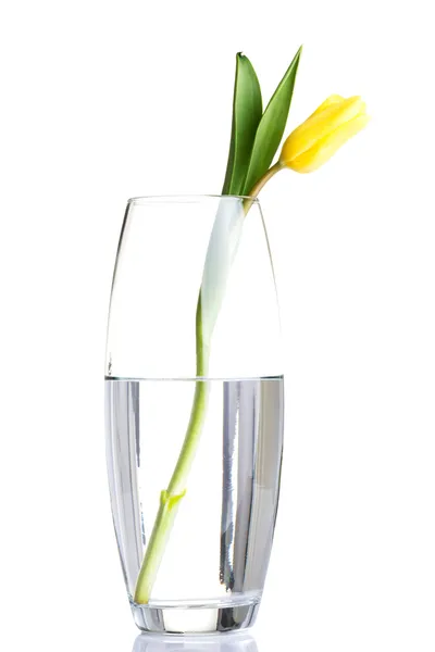 One tulip flower in wase — Stock Photo, Image