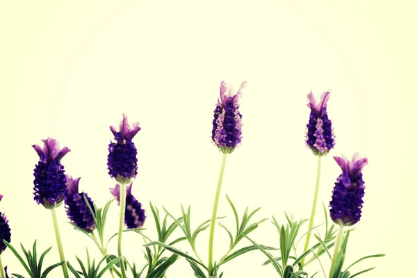 Ungu lavender — Stok Foto