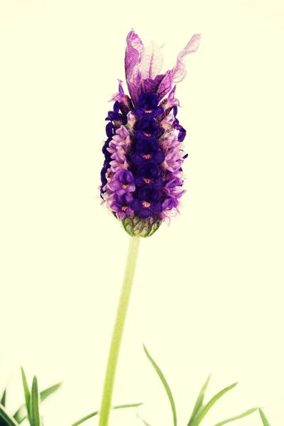 Purple Lavender — Stock Photo, Image
