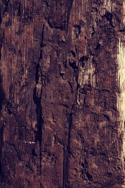 오래 된 나무 — 스톡 사진
