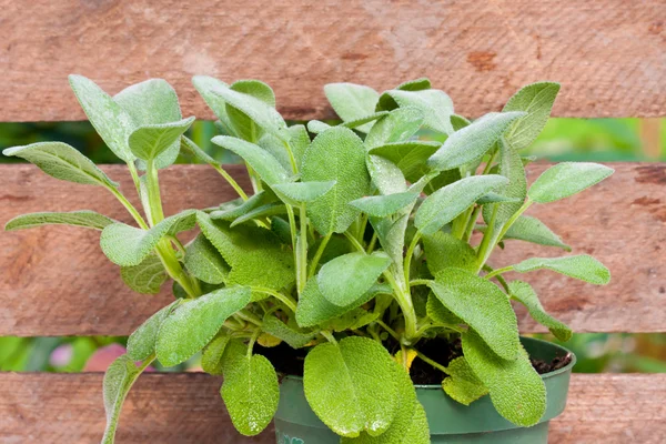 Common Sage — Stock Photo, Image